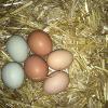 Nest box full of eggs!