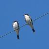 Eastern Kingbirds