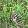 This baby goldfinch had just fledged out of it's nest.