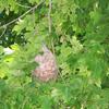 Baltimore Orioles built one of their unique nests in on of our trees.