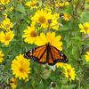 Monaarch butterfly