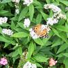 Painted Lady butterfly