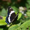 Black Swallowtail butterfly