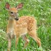 Fawns are regular visitors.