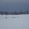 Deer running across the snowy field.