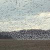 Snow geese settling in for the evening during their spring migration.