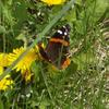 Red Admiral butterflies are unusual in this area but the spring weather patterns changed their migration route and brought them here.