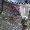 The chipmunk is cleaning up under the bird feeder.  There is a whole family that chases each other around.