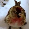 The common redpolls came to visit for the winter.  