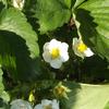 The strawberry blossoms. 