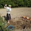 planting potatoes