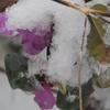 my poor rhododendrons got caught in the April snow storm.